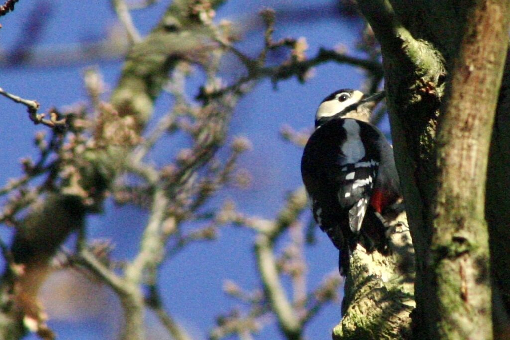 Nature Blog: Woodpecker in Horse Close Wood