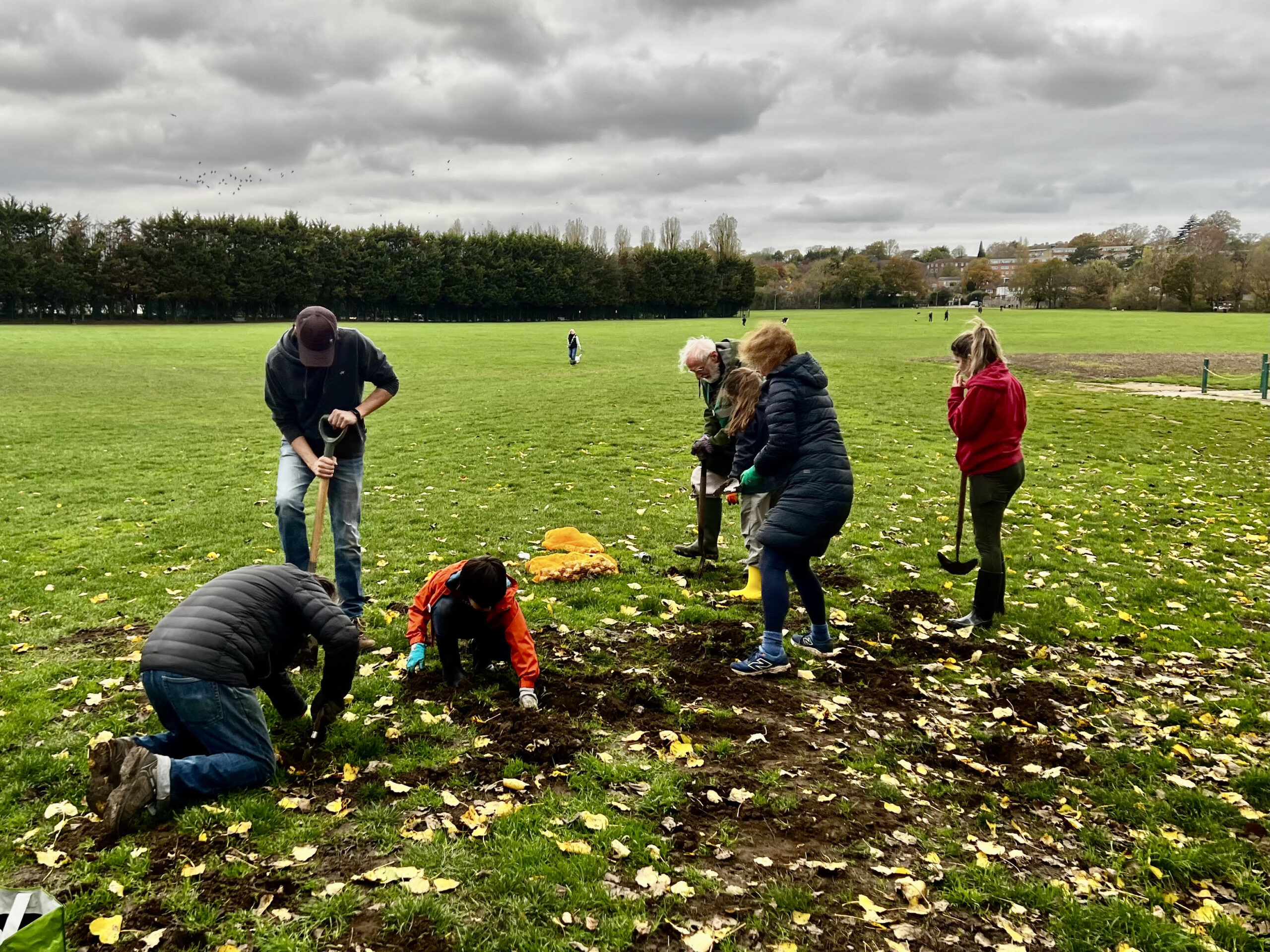 Friends of Wimbledon Park Volunteers Daffodil Bulb Planting Autumn 2025